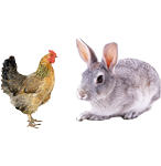 適合鴿子、禽類(lèi)