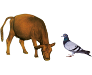 適合鳥(niǎo)類(lèi)、幼崽